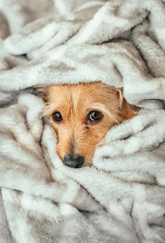 Why Some Dogs Feel Colder Than Others