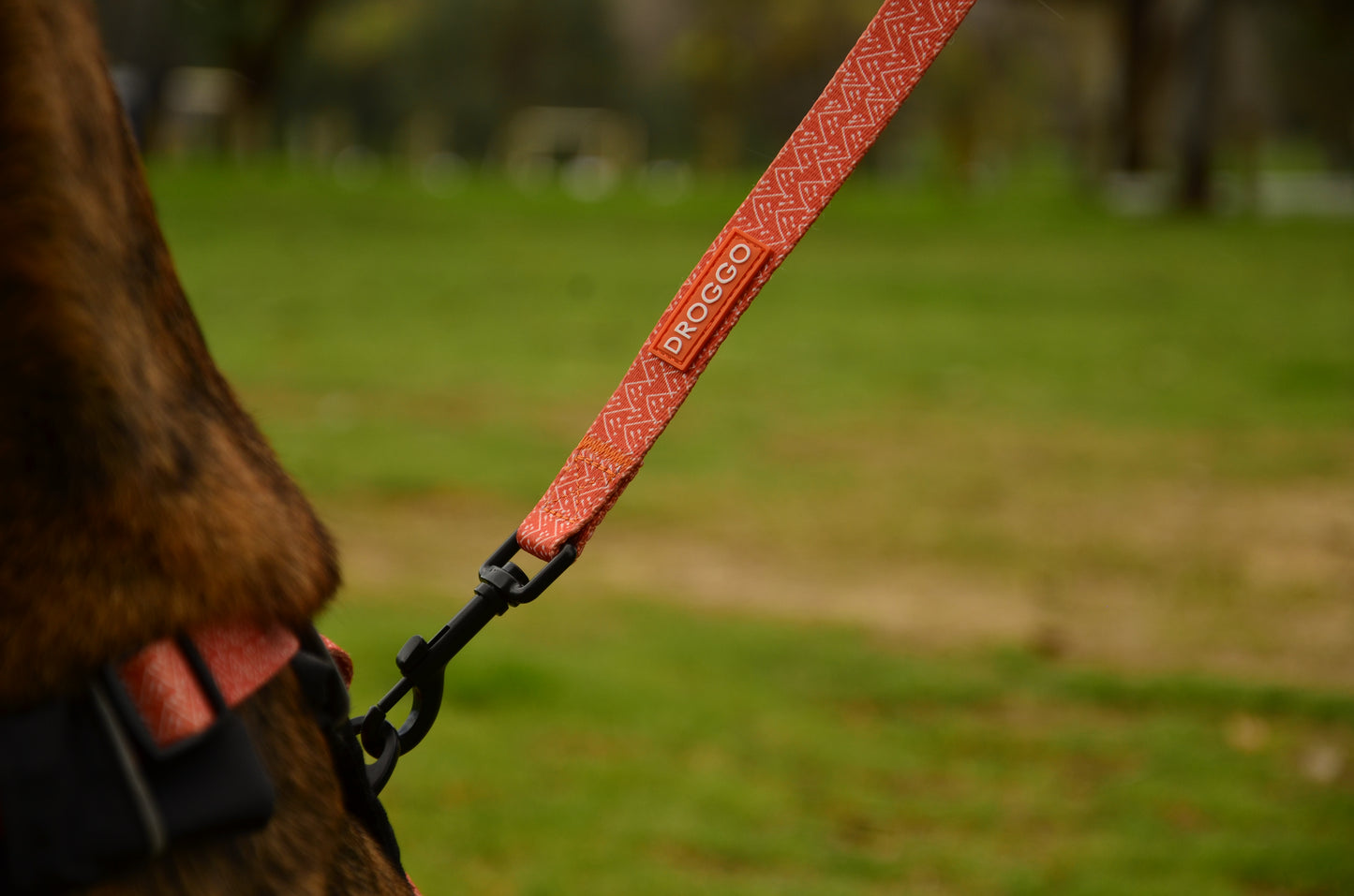 THE DOG DAILY LEASH