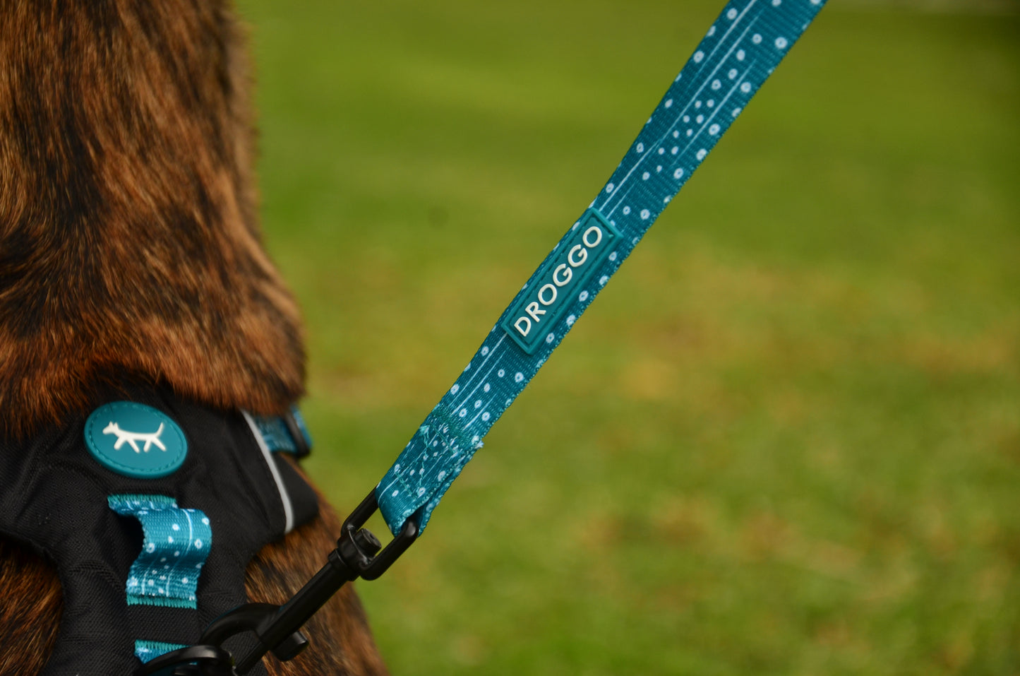 THE DOG DAILY LEASH
