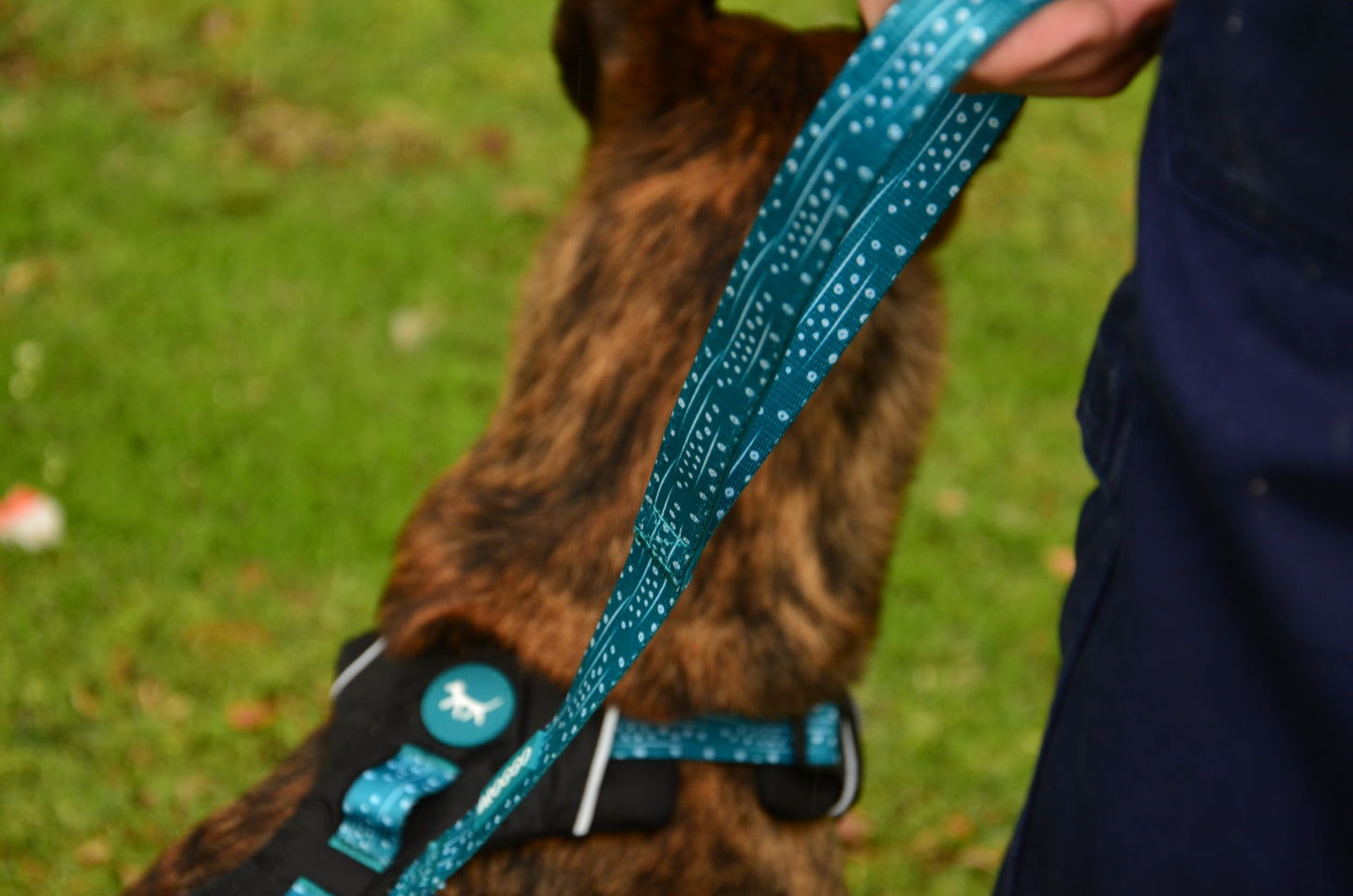 THE DOG DAILY LEASH