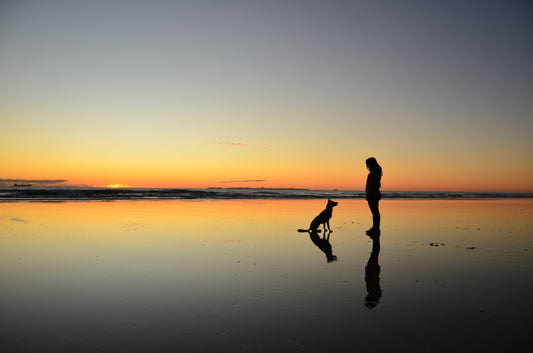 Dog sitting in front of human silhouettes in the sunrise at the beach.