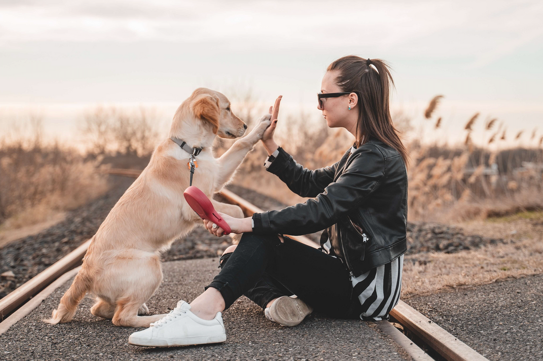 Dog and woman high fiving.