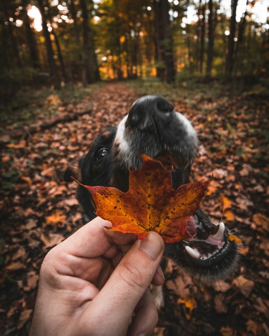 Your Dog’s Autumn Routine