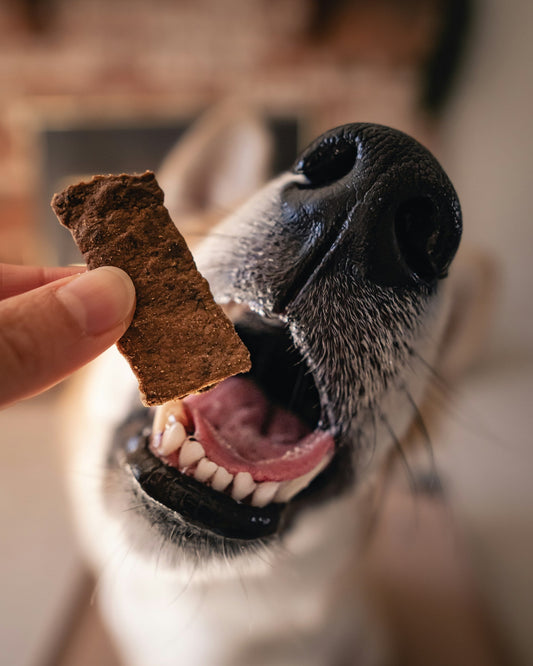 Variable Rewards: Why Your Dog Loves a Bit of Mystery