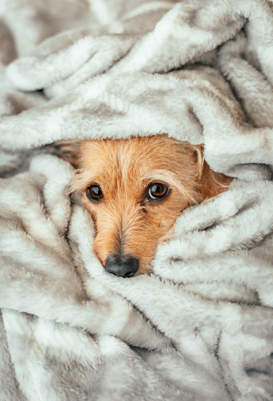 Why Some Dogs Feel Colder Than Others