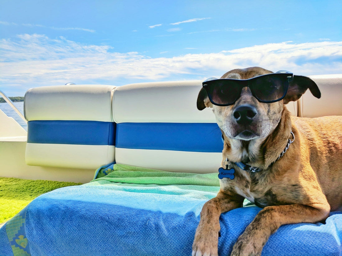 The Guide to Road Tripping with Your Dog