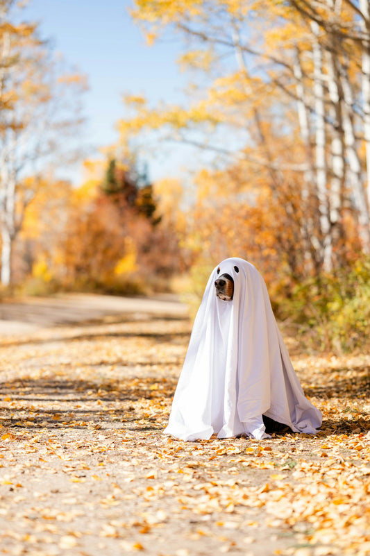 Halloween with Dogs