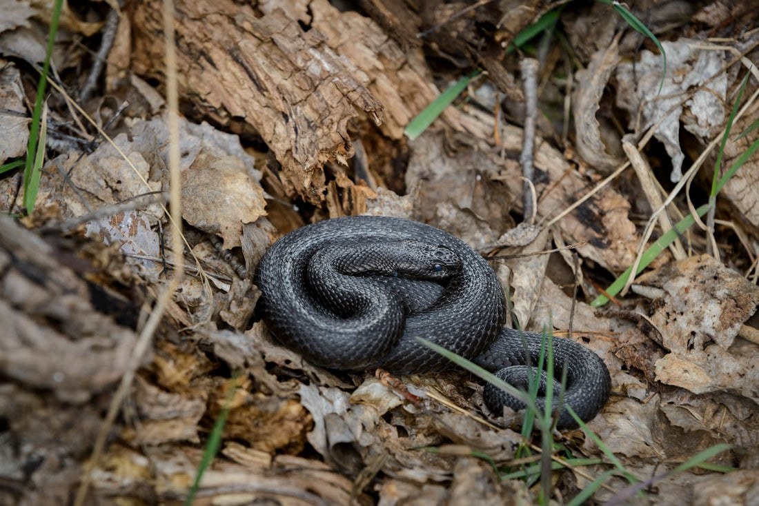 What to Do If You and Your Dog Encounter a Snake