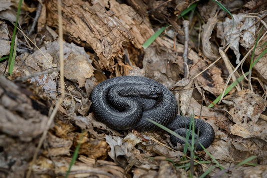 What to Do If You and Your Dog Encounter a Snake