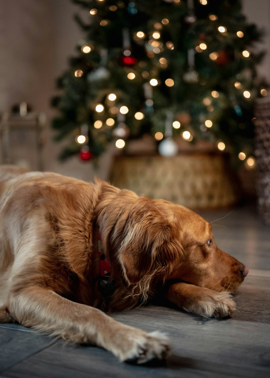 How to Prepare Your Dog for the Festive Holidays