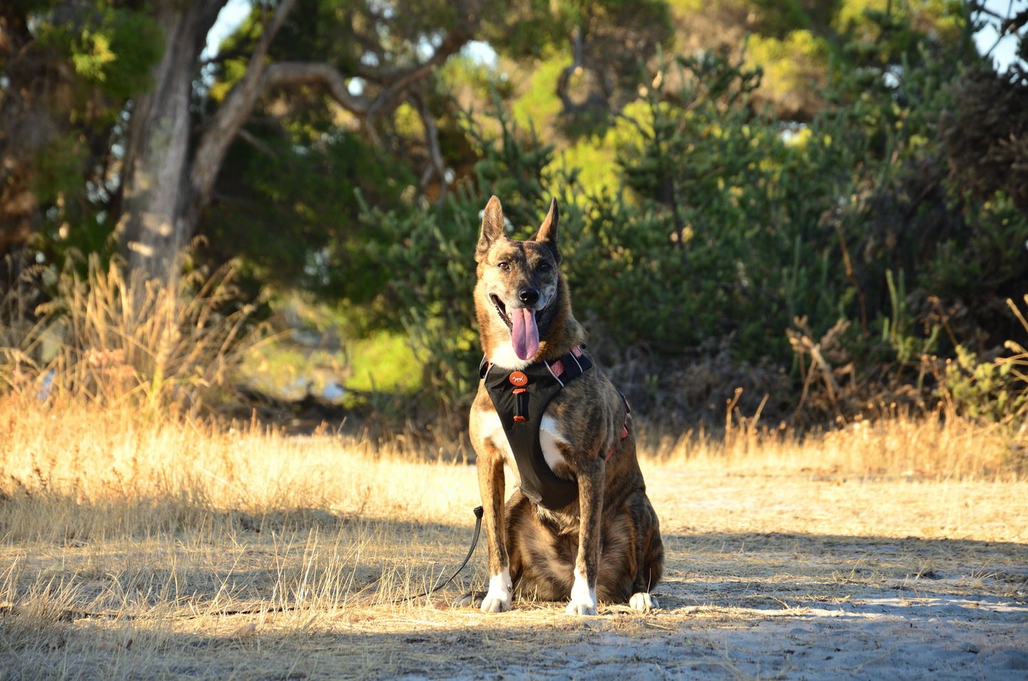 THE DOG HARNESS