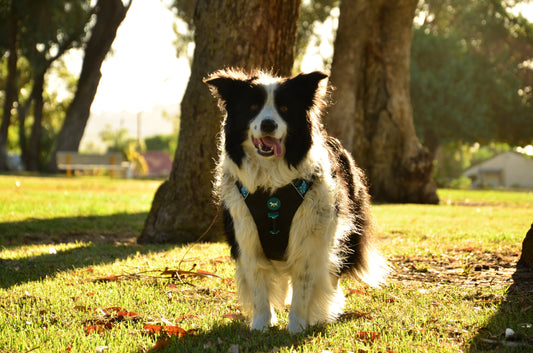 THE DOG HARNESS