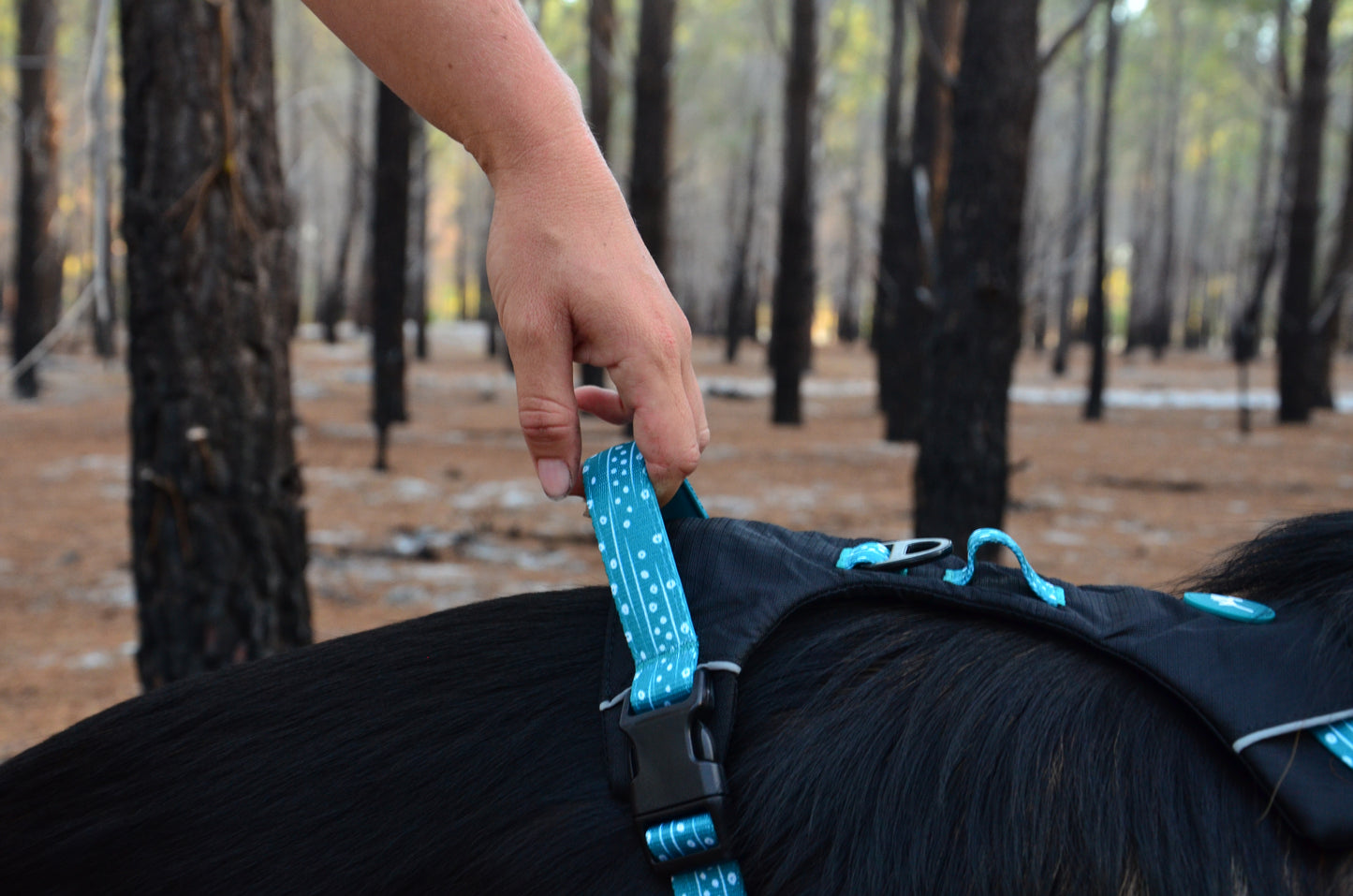 THE DOG HARNESS