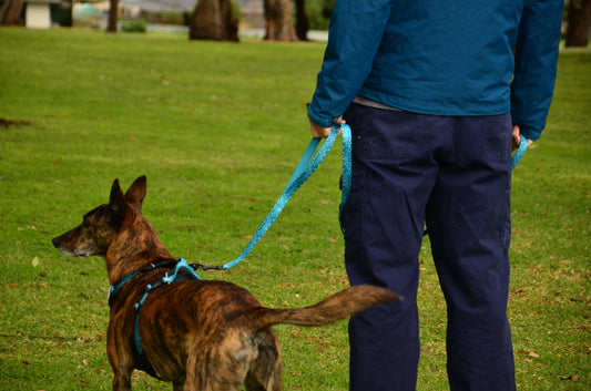 THE DOG DAILY LEASH