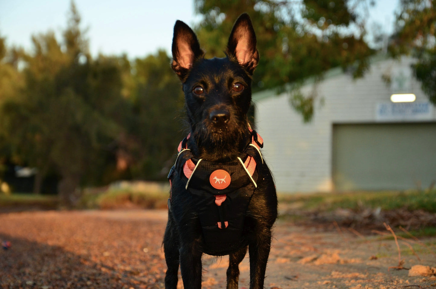 THE DOG HARNESS