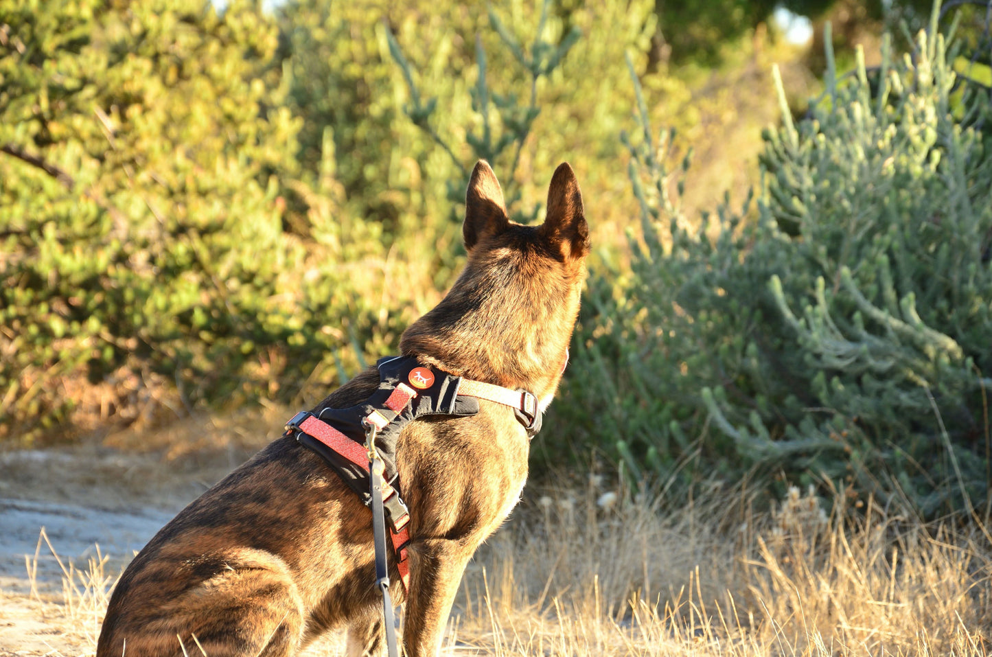 THE DOG HARNESS