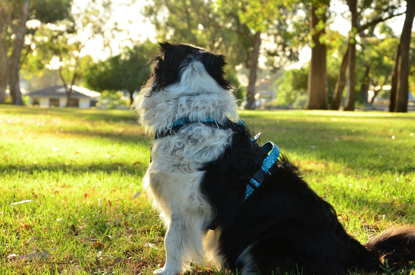 THE DOG HARNESS