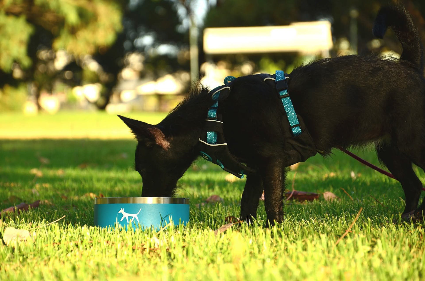 THE DOG HARNESS