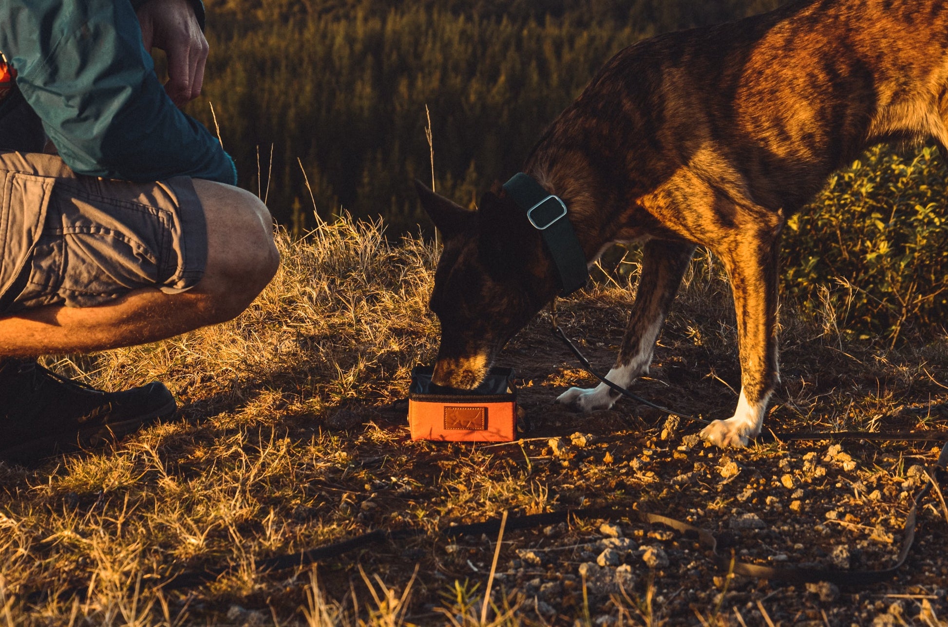 Brindle dog drinking water from a dog travel bowl in rust colour with leather Droggo logo on front. Rocky ground and pine forest background. A man wearing dark grey shorts and a blue rain jacket is kneeling in front of the the dog.