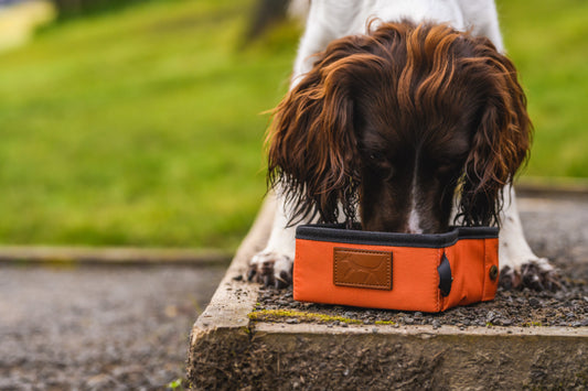 Spaniel dog drinking water from Droggo dog travel bowl in rust colour with leather logo on the front.