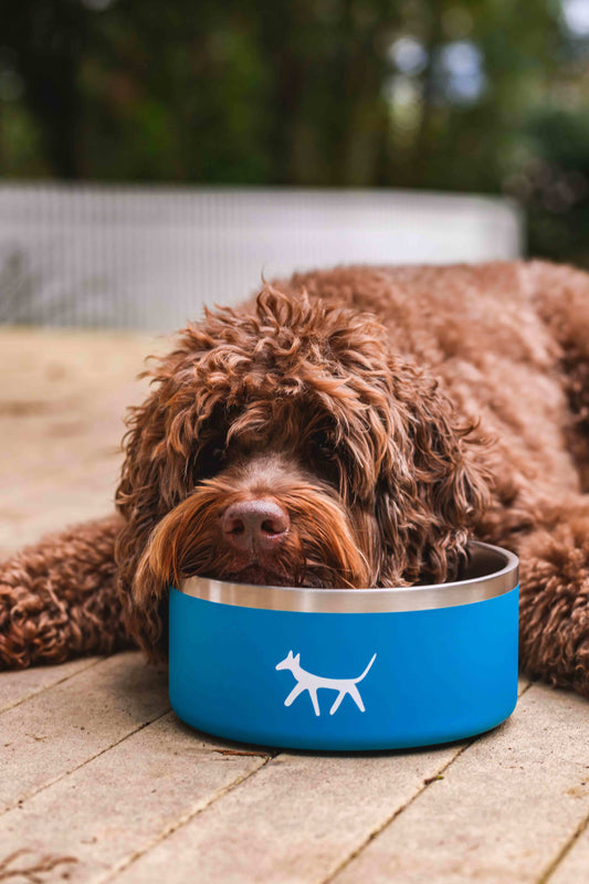 Doodle dog laying head against lake Droggo dog bowl.