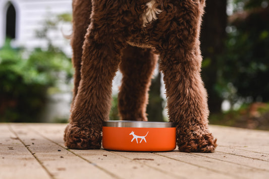 Fluffy chocolate doodle leg around a rust Droggo dog bowl on a wooden deck.