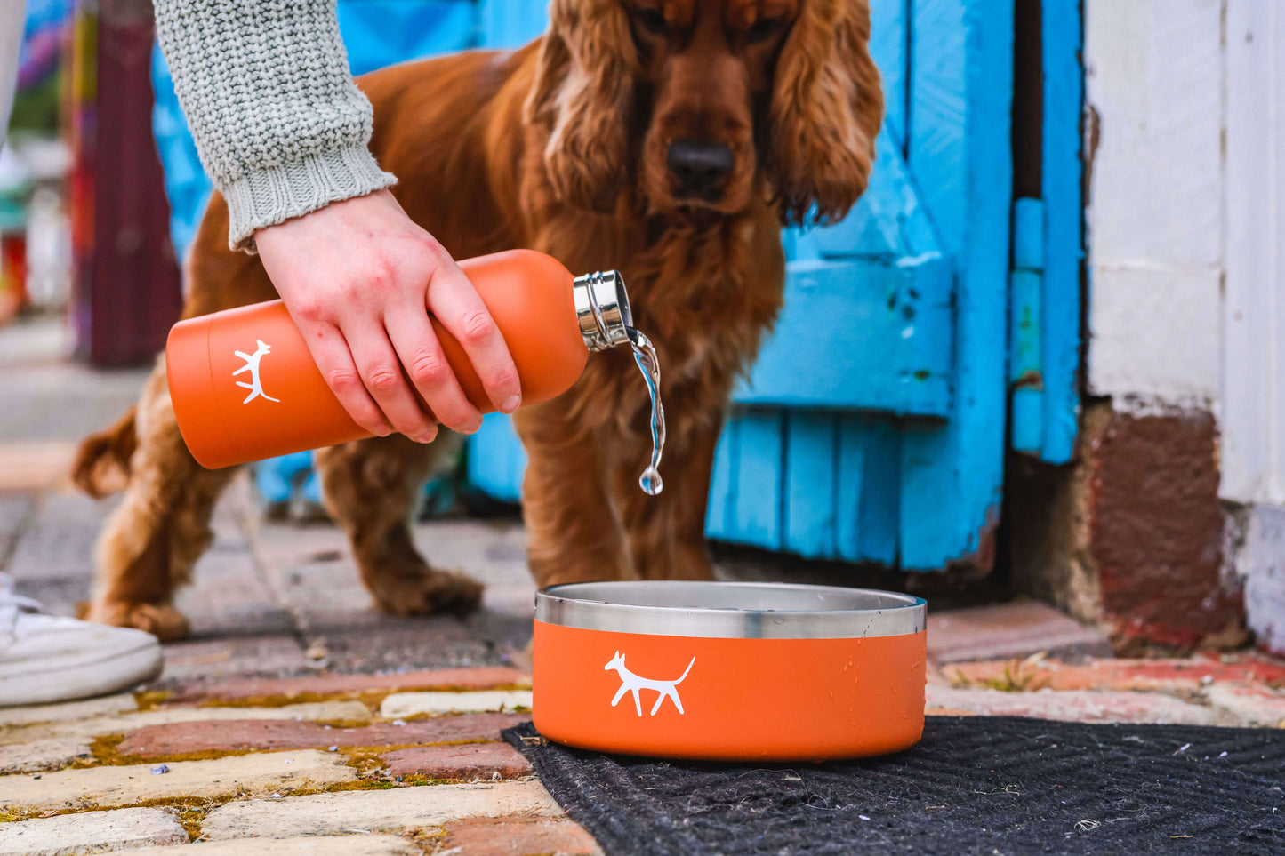 Hand pouring water from a dog water bottle to a dog bowl while dog watches