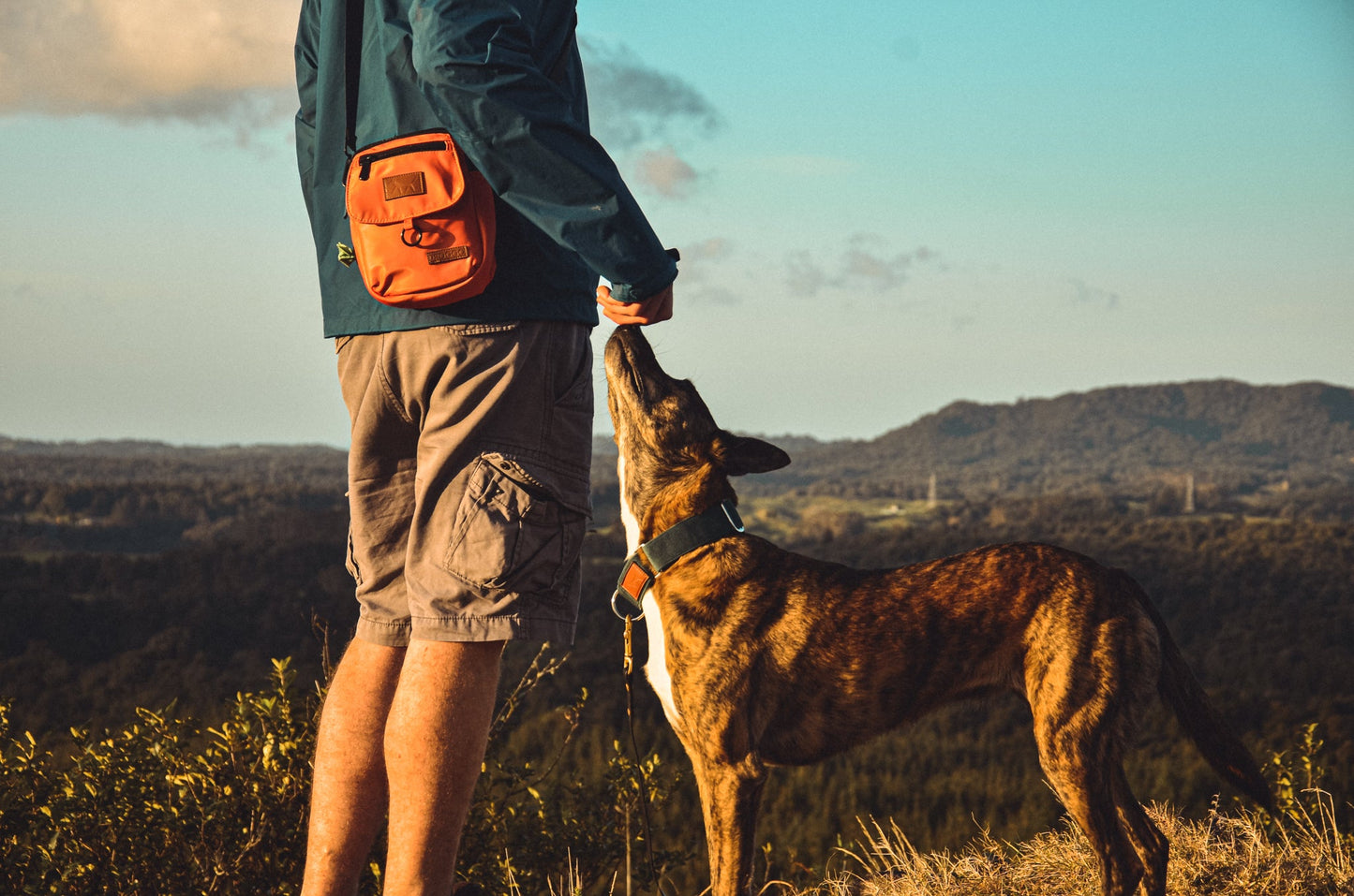 Person wearing a blue rain jacket, dark grey shorts and the dog walking bag in rust colour holding treats while brindle dog is sniffing his hands. Pine forest background from a summit view and blue sky with some small clouds.